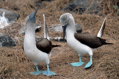 blue-footed-booby-dance.jpgのサムネール画像