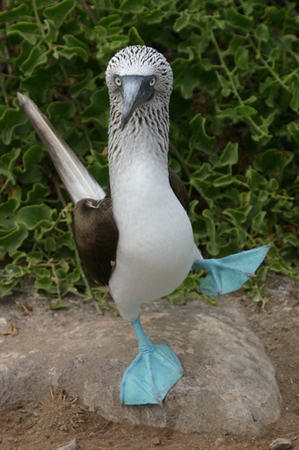 bluefooted-booby.jpgのサムネール画像